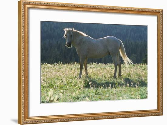 Wild Horse-null-Framed Photographic Print