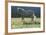 Wild Horse-null-Framed Photographic Print