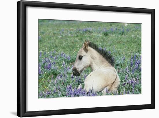 Wild Horse-null-Framed Photographic Print