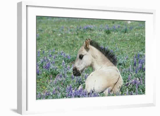 Wild Horse-null-Framed Photographic Print