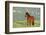 Wild Horse-null-Framed Photographic Print