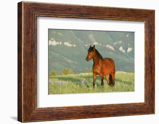 Wild Horse-null-Framed Photographic Print