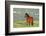 Wild Horse-null-Framed Photographic Print