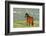 Wild Horse-null-Framed Photographic Print