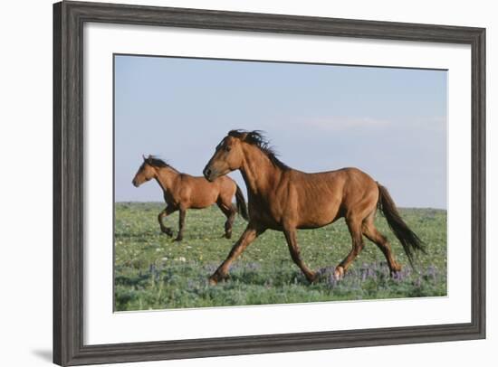 Wild Horse-null-Framed Photographic Print