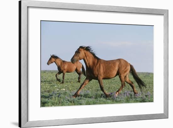 Wild Horse-null-Framed Photographic Print