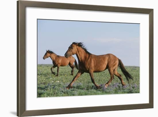 Wild Horse-null-Framed Photographic Print