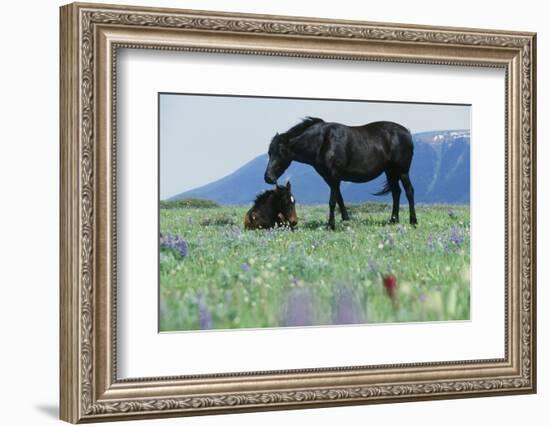 Wild Horse-null-Framed Photographic Print