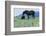 Wild Horse-null-Framed Photographic Print