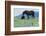 Wild Horse-null-Framed Photographic Print