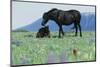 Wild Horse-null-Mounted Photographic Print