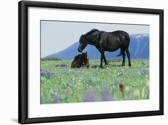 Wild Horse-null-Framed Photographic Print