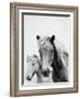 Wild Horses 1-LILA X LOLA-Framed Art Print