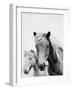 Wild Horses 1-LILA X LOLA-Framed Art Print