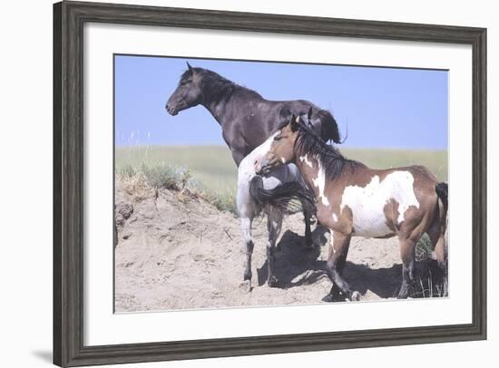 Wild Horses 9-Gordon Semmens-Framed Photographic Print