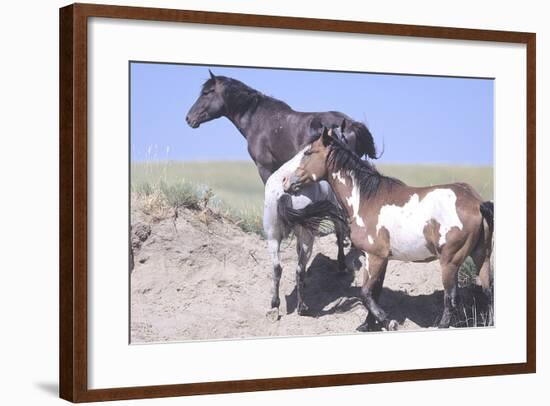 Wild Horses 9-Gordon Semmens-Framed Photographic Print