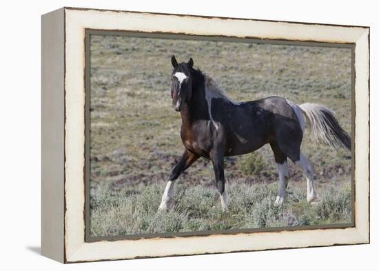 Wild Horses, after a Dust Bath-Ken Archer-Framed Premier Image Canvas