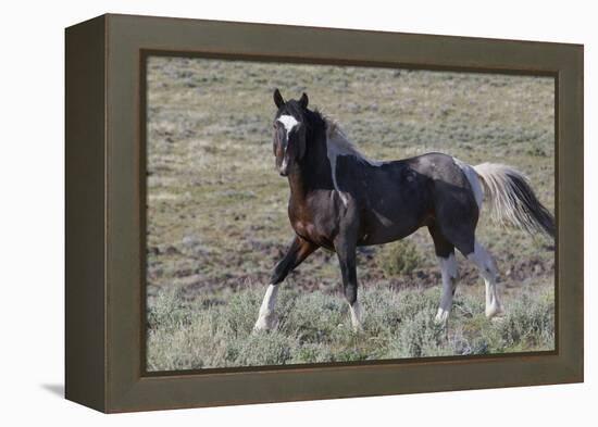 Wild Horses, after a Dust Bath-Ken Archer-Framed Premier Image Canvas