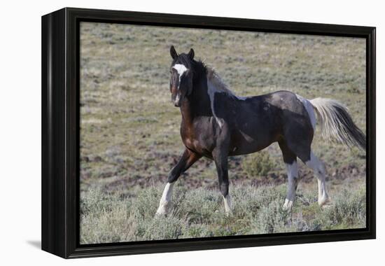 Wild Horses, after a Dust Bath-Ken Archer-Framed Premier Image Canvas