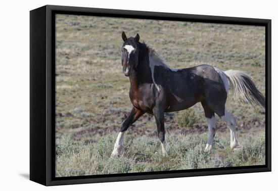 Wild Horses, after a Dust Bath-Ken Archer-Framed Premier Image Canvas