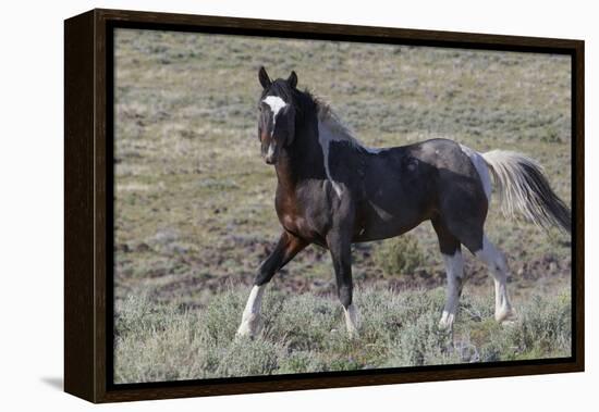 Wild Horses, after a Dust Bath-Ken Archer-Framed Premier Image Canvas