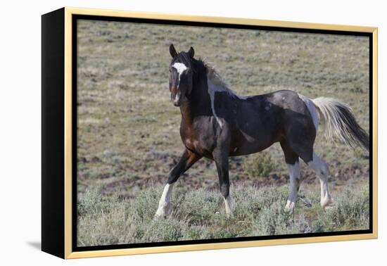 Wild Horses, after a Dust Bath-Ken Archer-Framed Premier Image Canvas