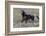 Wild Horses, after a Dust Bath-Ken Archer-Framed Photographic Print