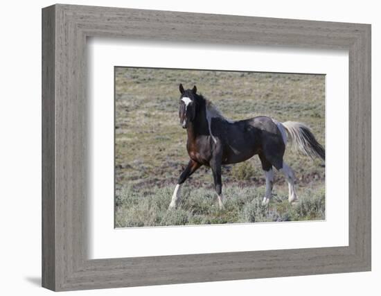 Wild Horses, after a Dust Bath-Ken Archer-Framed Photographic Print