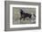 Wild Horses, after a Dust Bath-Ken Archer-Framed Photographic Print