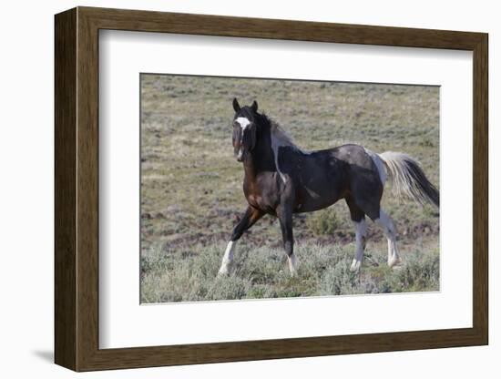 Wild Horses, after a Dust Bath-Ken Archer-Framed Photographic Print