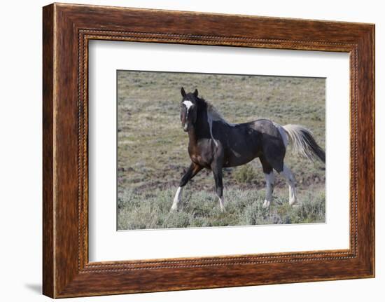 Wild Horses, after a Dust Bath-Ken Archer-Framed Photographic Print