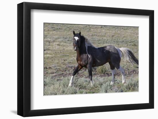 Wild Horses, after a Dust Bath-Ken Archer-Framed Photographic Print