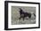 Wild Horses, after a Dust Bath-Ken Archer-Framed Photographic Print