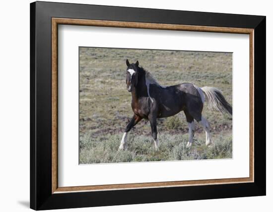 Wild Horses, after a Dust Bath-Ken Archer-Framed Photographic Print