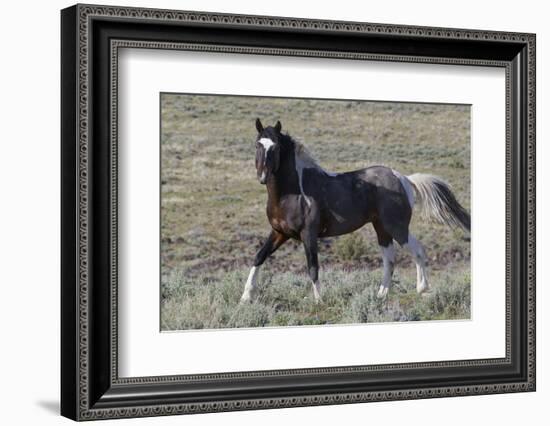 Wild Horses, after a Dust Bath-Ken Archer-Framed Photographic Print