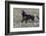 Wild Horses, after a Dust Bath-Ken Archer-Framed Photographic Print