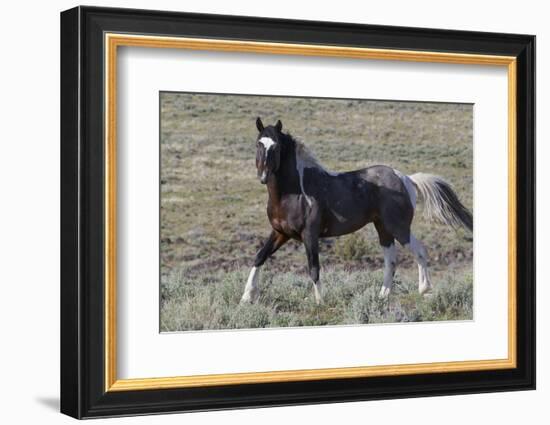 Wild Horses, after a Dust Bath-Ken Archer-Framed Photographic Print