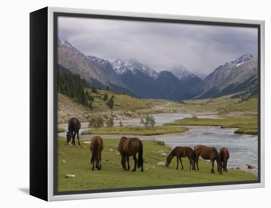 Wild Horses at River, Karkakol, Kyrgyzstan, Central Asia-Michael Runkel-Framed Premier Image Canvas