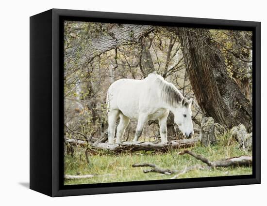 Wild Horses, El Calafate, Patagonia, Argentina, South America-Mark Chivers-Framed Premier Image Canvas
