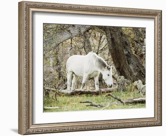 Wild Horses, El Calafate, Patagonia, Argentina, South America-Mark Chivers-Framed Photographic Print