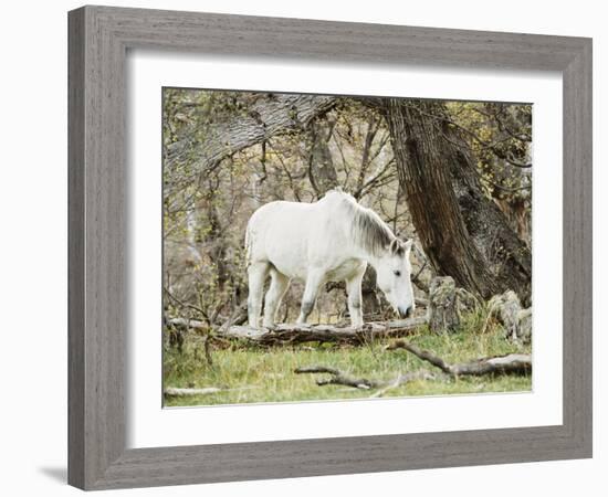 Wild Horses, El Calafate, Patagonia, Argentina, South America-Mark Chivers-Framed Photographic Print