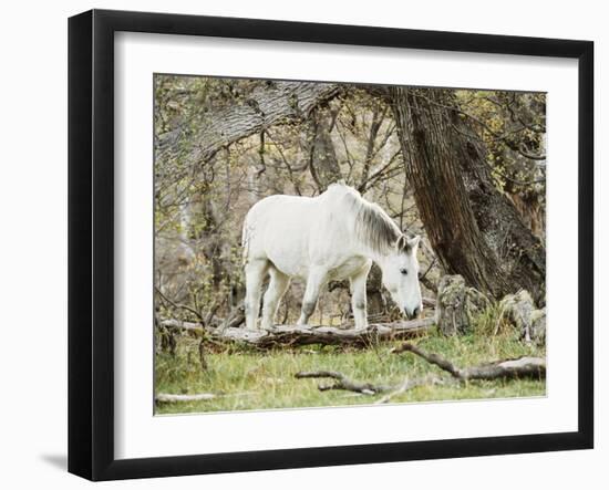 Wild Horses, El Calafate, Patagonia, Argentina, South America-Mark Chivers-Framed Photographic Print