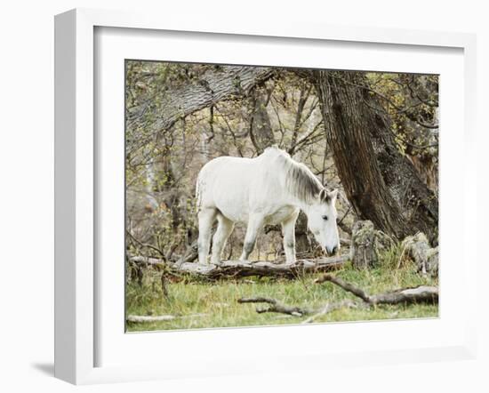 Wild Horses, El Calafate, Patagonia, Argentina, South America-Mark Chivers-Framed Photographic Print