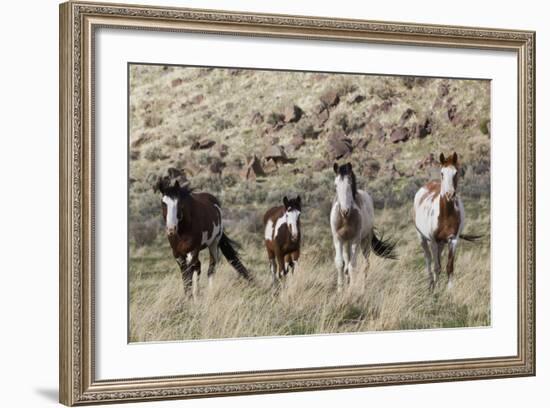 Wild Horses, Family Group-Ken Archer-Framed Photographic Print