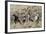 Wild Horses, Family Group-Ken Archer-Framed Photographic Print