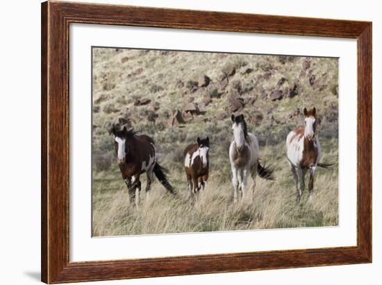 Wild Horses, Family Group-Ken Archer-Framed Photographic Print