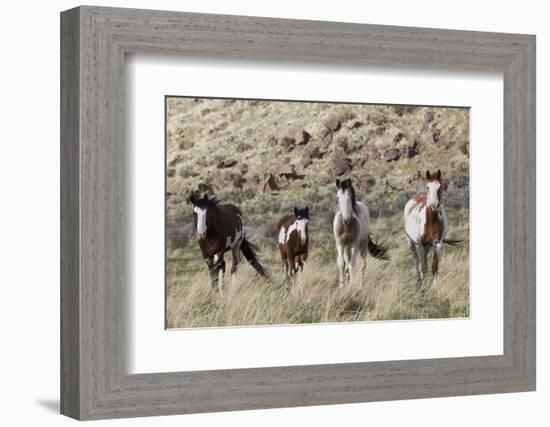 Wild Horses, Family Group-Ken Archer-Framed Photographic Print