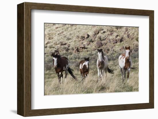 Wild Horses, Family Group-Ken Archer-Framed Photographic Print