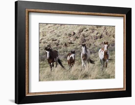 Wild Horses, Family Group-Ken Archer-Framed Photographic Print