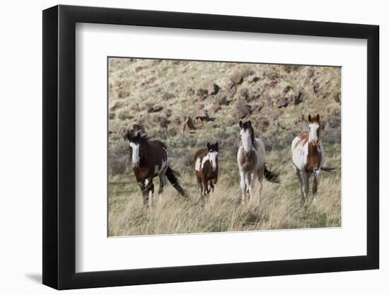 Wild Horses, Family Group-Ken Archer-Framed Photographic Print